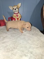 Tigger, a male Chihuahua for sale in Wellston, OH – 5 of 5