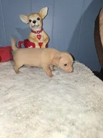 Tigger, a male Chihuahua for sale in Wellston, OH – 4 of 5
