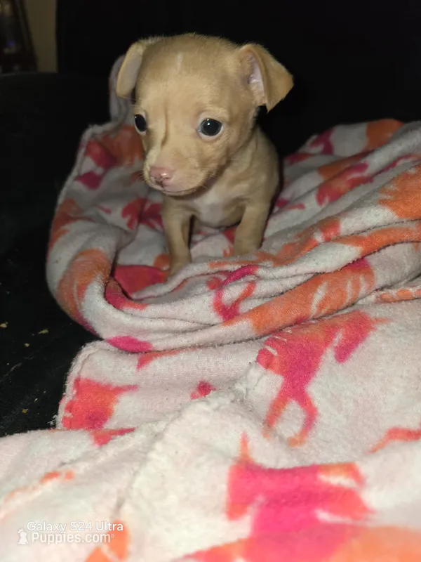 Tigger – Chihuahua puppy for sale in Wellston, OH