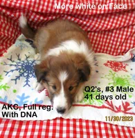 Queen2's, #3Male, a male Shetland Sheepdog for sale in Round Mountain, TX – Photo 7 of 10