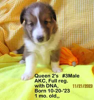 Queen2's, #3Male, a male Shetland Sheepdog for sale in Round Mountain, TX – Photo 6 of 10
