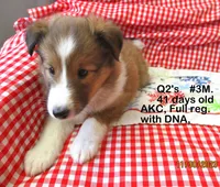 Queen2's, #3Male, a male Shetland Sheepdog for sale in Round Mountain, TX – Photo 8 of 10