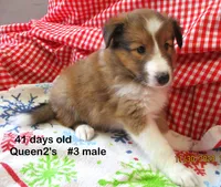 Queen2's, #3Male, a male Shetland Sheepdog for sale in Round Mountain, TX – Photo 9 of 10