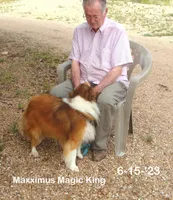 Queen2's, #3Male, a male Shetland Sheepdog for sale in Round Mountain, TX – Photo 1 of 10
