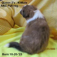 Queen2's, #3Male, a male Shetland Sheepdog for sale in Round Mountain, TX – Photo 5 of 10