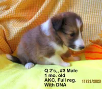 Queen2's, #3Male, a male Shetland Sheepdog for sale in Round Mountain, TX – Photo 3 of 10