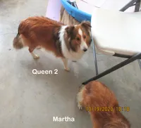 Queen2's, #3Male, a male Shetland Sheepdog for sale in Round Mountain, TX – Photo 2 of 10