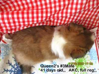 Queen2's, #3Male, a male Shetland Sheepdog for sale in Round Mountain, TX – Photo 10 of 10