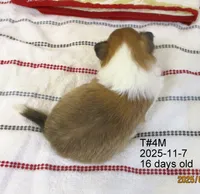 Clark, T#4M, a male Shetland Sheepdog for sale in Round Mountain, TX – Photo 2 of 4