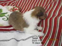 Clark, T#4M, a male Shetland Sheepdog for sale in Round Mountain, TX – Photo 3 of 4