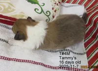 Clark, T#4M, a male Shetland Sheepdog for sale in Round Mountain, TX – Photo 1 of 4