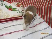 Clark, T#4M, a male Shetland Sheepdog for sale in Round Mountain, TX – Photo 4 of 4