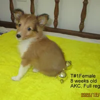 Cindy, T#1F, a female Shetland Sheepdog for sale in Round Mountain, TX – Photo 7 of 9