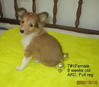 Cindy, T#1F, a female Shetland Sheepdog for sale in Round Mountain, TX – Photo 7 of 9
