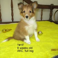 Cindy, T#1F, a female Shetland Sheepdog for sale in Round Mountain, TX – Photo 8 of 9