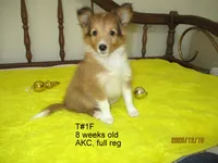 Cindy, T#1F, a female Shetland Sheepdog for sale in Round Mountain, TX – Photo 8 of 9