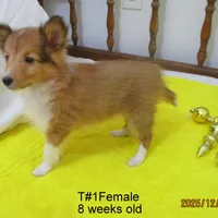 Cindy, T#1F, a female Shetland Sheepdog for sale in Round Mountain, TX – Photo 6 of 9