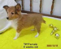 Cindy, T#1F, a female Shetland Sheepdog for sale in Round Mountain, TX – Photo 6 of 9