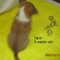 Cindy, T#1F, a female Shetland Sheepdog for sale in Round Mountain, TX – Photo 4 of 9