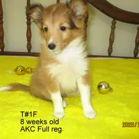 Cindy, T#1F, a female Shetland Sheepdog for sale in Round Mountain, TX – Photo 3 of 9