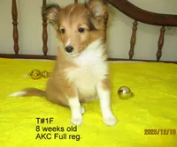 Cindy, T#1F, a female Shetland Sheepdog for sale in Round Mountain, TX – Photo 3 of 9