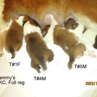 Cindy, T#1F, a female Shetland Sheepdog for sale in Round Mountain, TX – Photo 9 of 9