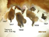 Cindy, T#1F, a female Shetland Sheepdog for sale in Round Mountain, TX – Photo 9 of 9