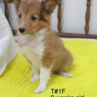 Cindy, T#1F, a female Shetland Sheepdog for sale in Round Mountain, TX – Photo 5 of 9