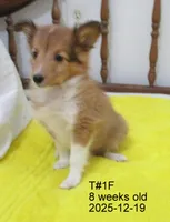 Cindy, T#1F, a female Shetland Sheepdog for sale in Round Mountain, TX – Photo 5 of 9