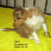Cindy, T#1F, a female Shetland Sheepdog for sale in Round Mountain, TX – Photo 1 of 9