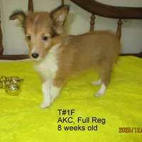 Cindy, T#1F, a female Shetland Sheepdog for sale in Round Mountain, TX – Photo 2 of 9