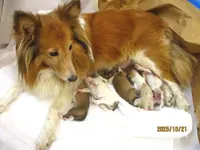 Tammy's, a male Shetland Sheepdog for sale in Round Mountain, TX – Photo 3 of 4