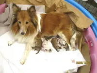 Tammy's, a male Shetland Sheepdog for sale in Round Mountain, TX – Photo 1 of 4