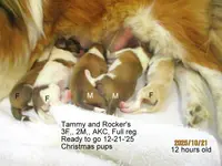 Tammy's, a male Shetland Sheepdog for sale in Round Mountain, TX – Photo 2 of 4