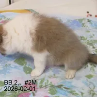 AKC, BB#2M, a male Shetland Sheepdog for sale in Round Mountain, TX – Photo 7 of 8