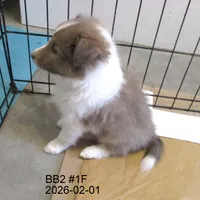 AKC, BB#2M, a male Shetland Sheepdog for sale in Round Mountain, TX – Photo 5 of 8