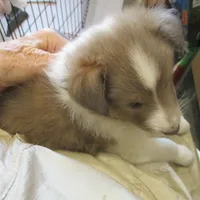 AKC, BB#2M, a male Shetland Sheepdog for sale in Round Mountain, TX – Photo 8 of 8
