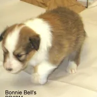 AKC, BB#2M, a male Shetland Sheepdog for sale in Round Mountain, TX – Photo 1 of 8