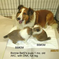 AKC, BB#2M, a male Shetland Sheepdog for sale in Round Mountain, TX – Photo 2 of 8