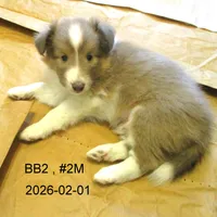 AKC, BB#2M, a male Shetland Sheepdog for sale in Round Mountain, TX – Photo 6 of 8