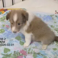 AKC, BB#2M, a male Shetland Sheepdog for sale in Round Mountain, TX – Photo 4 of 8