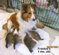 Frankie #3F, a female Shetland Sheepdog for sale in Round Mountain, TX – Photo 6 of 10