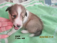 Frankie #3F, a female Shetland Sheepdog for sale in Round Mountain, TX – Photo 8 of 10