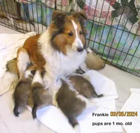 Frankie #3F, a female Shetland Sheepdog for sale in Round Mountain, TX – Photo 2 of 10