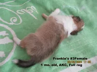 Frankie #3F, a female Shetland Sheepdog for sale in Round Mountain, TX – Photo 9 of 10