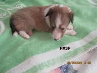 Frankie #3F, a female Shetland Sheepdog for sale in Round Mountain, TX – Photo 5 of 10