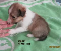Frankie #3F, a female Shetland Sheepdog for sale in Round Mountain, TX – Photo 7 of 10
