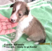 Frankie #3F, a female Shetland Sheepdog for sale in Round Mountain, TX – Photo 1 of 10