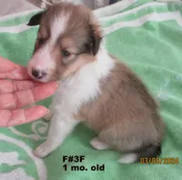 Frankie #3F, a female Shetland Sheepdog for sale in Round Mountain, TX – Photo 3 of 10