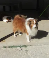 Frankie #3F, a female Shetland Sheepdog for sale in Round Mountain, TX – Photo 10 of 10